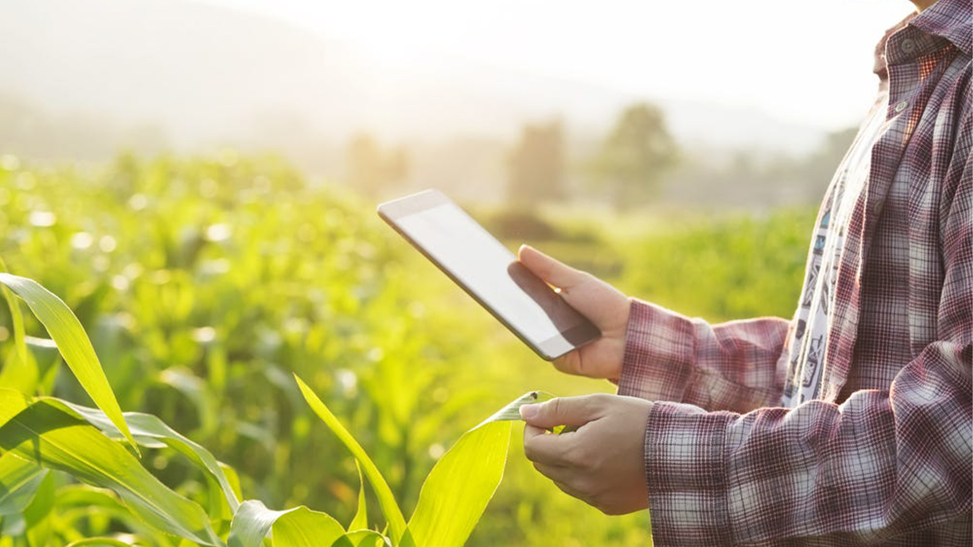 Crop Farming